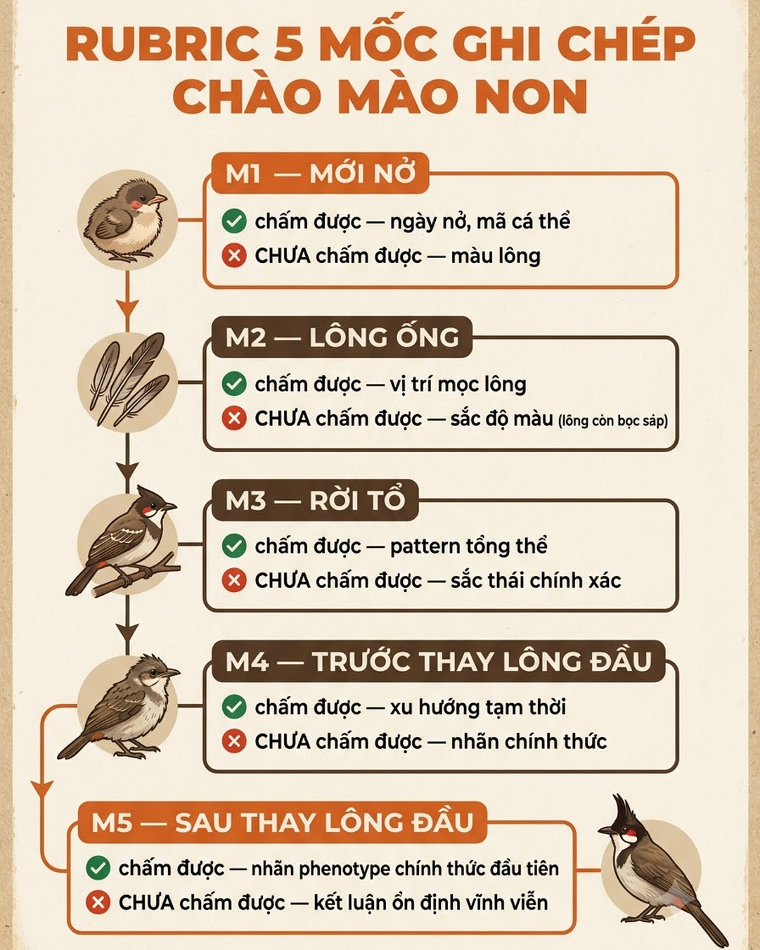 Infographic timeline 5 mốc M1 đến M5 ghi chép phenotype chào mào, mỗi mốc kèm điều chấm được và điều chưa chấm được